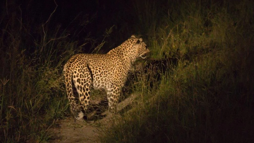 Leopard Stalking at Night Sabi Sand