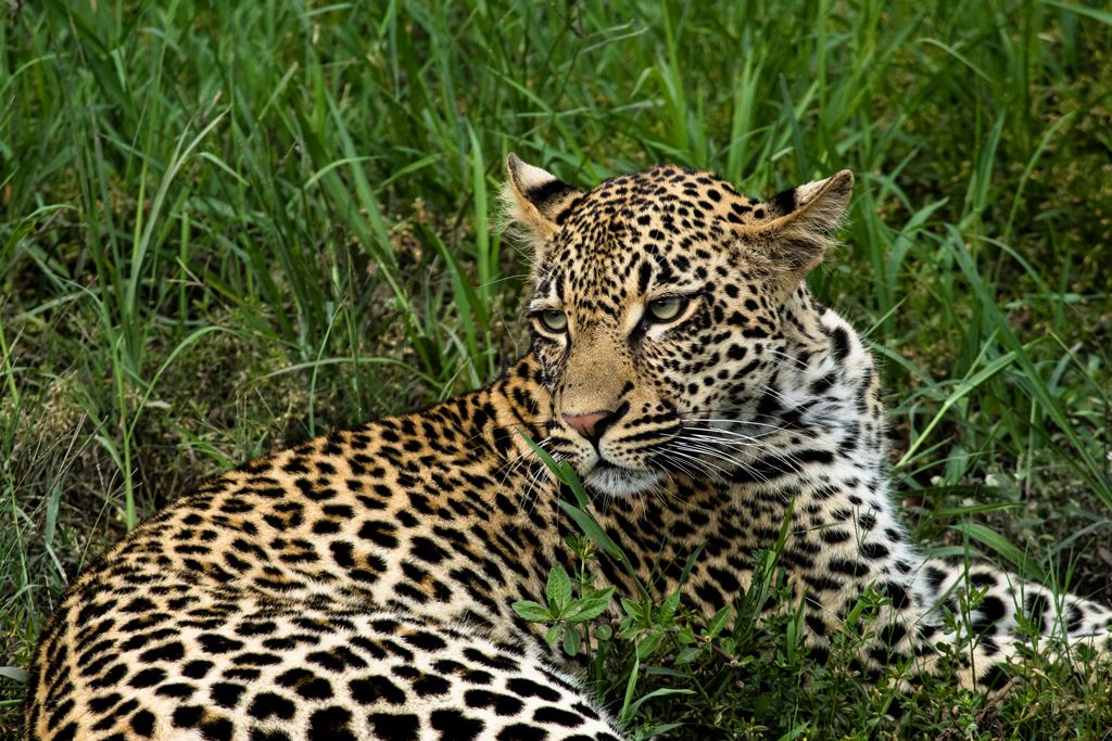 Leopard Sighting Sabi Sand