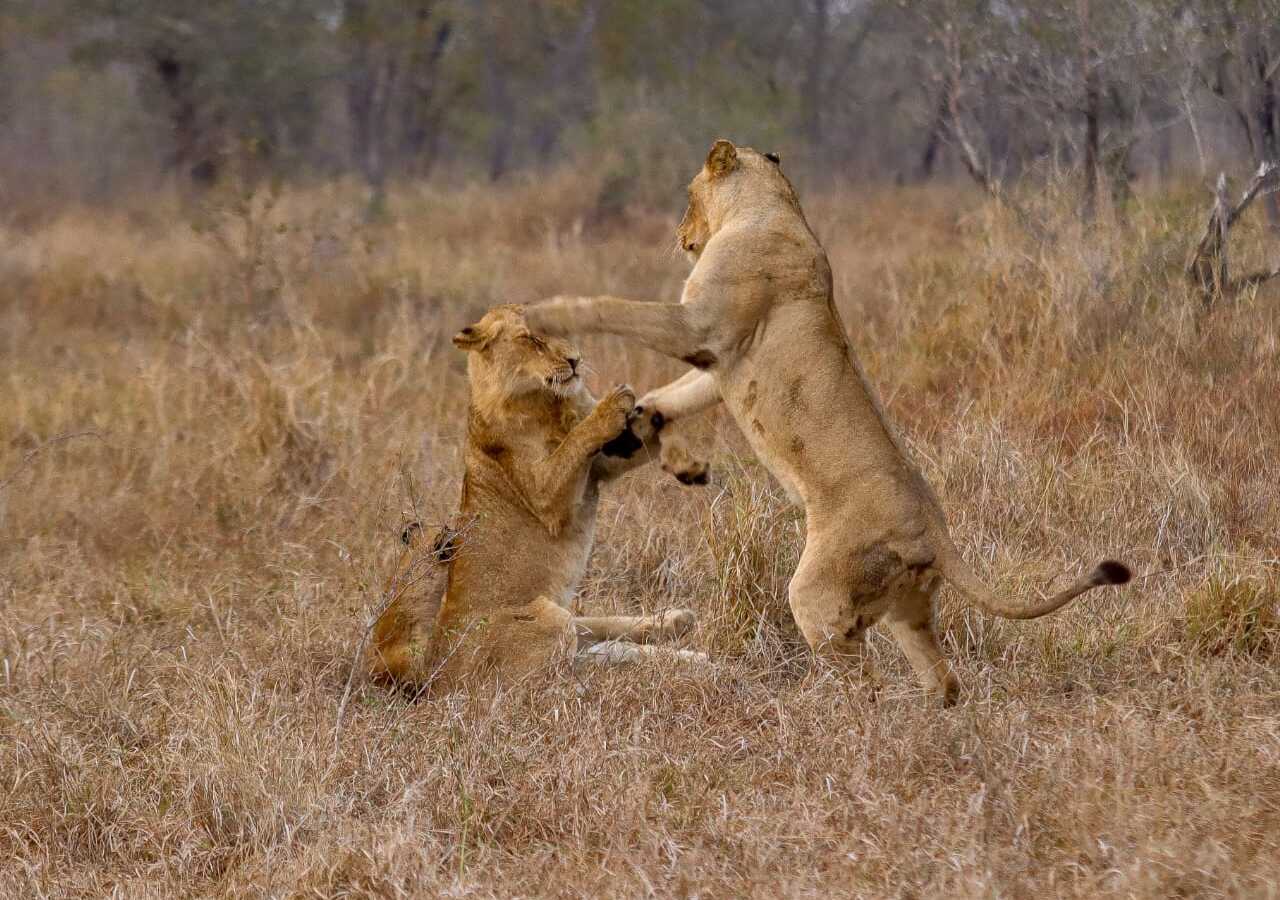 Lions Playing Sabi Sand