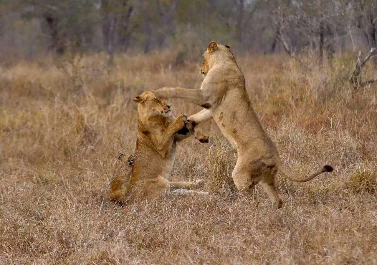 Lions Playing Sabi Sand