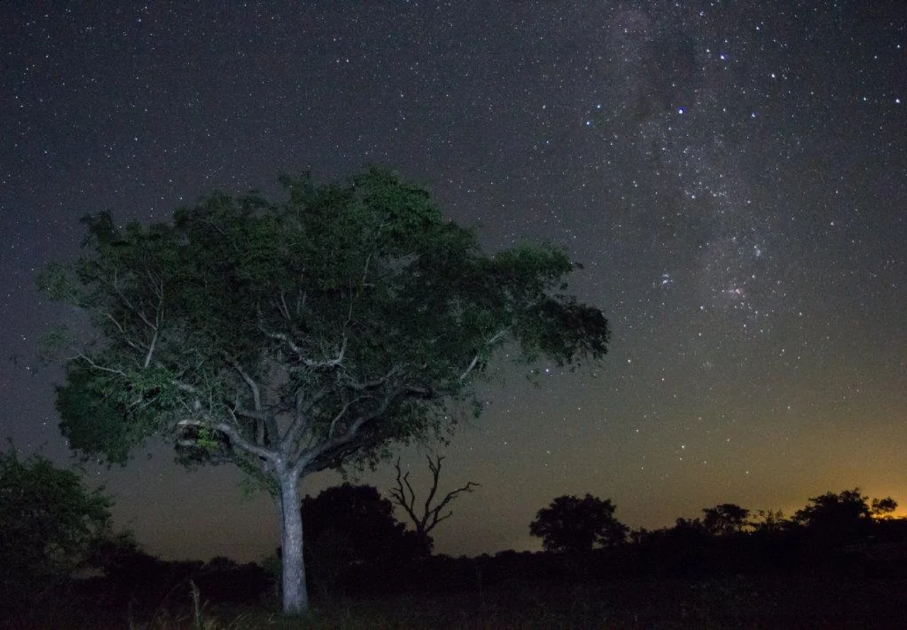 Sabi Sand Starry Sky Night