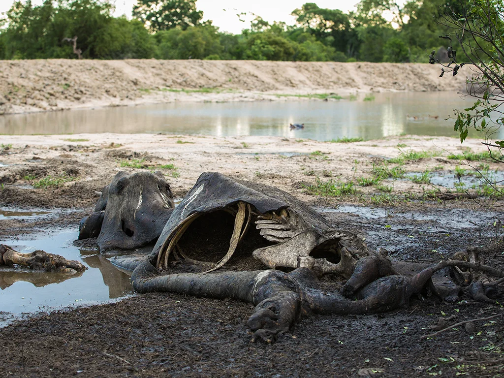Elephant Remains By Water Sabi Sand