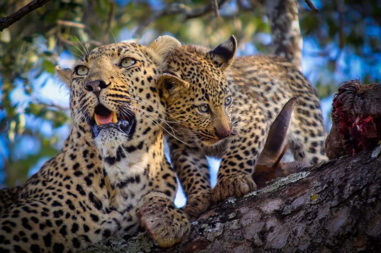 A Legacy Rooted in the Wild