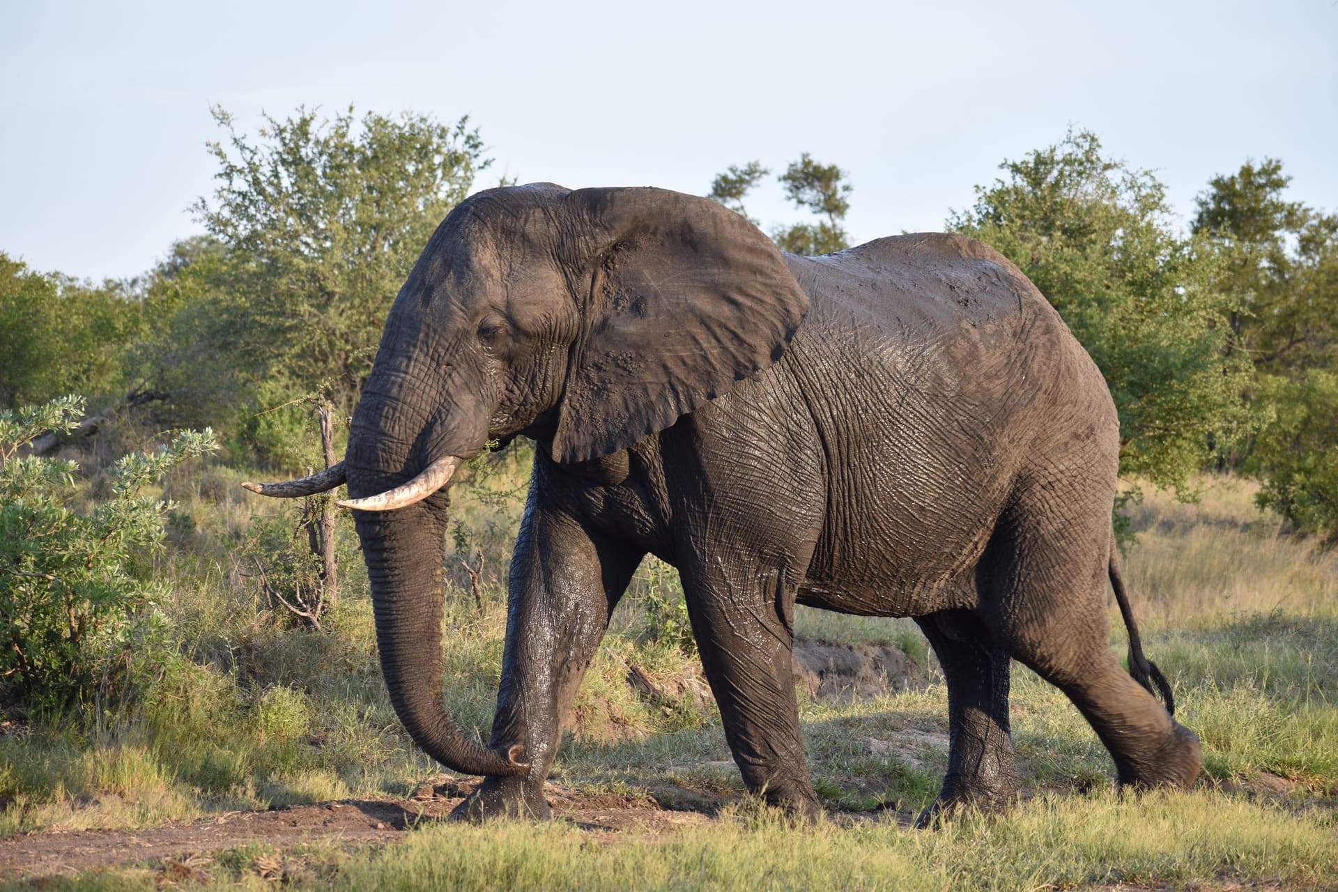 Despite their rather impressive size, elephants often hide in plain sight!