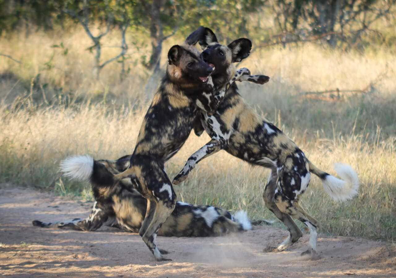 African Wild Dogs Playing