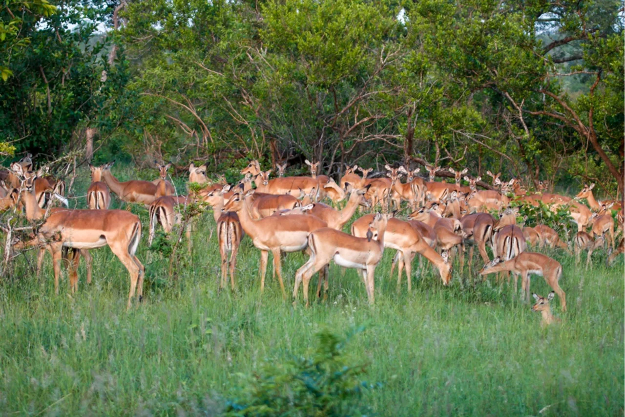 Impala Herd in Sabi Sand
