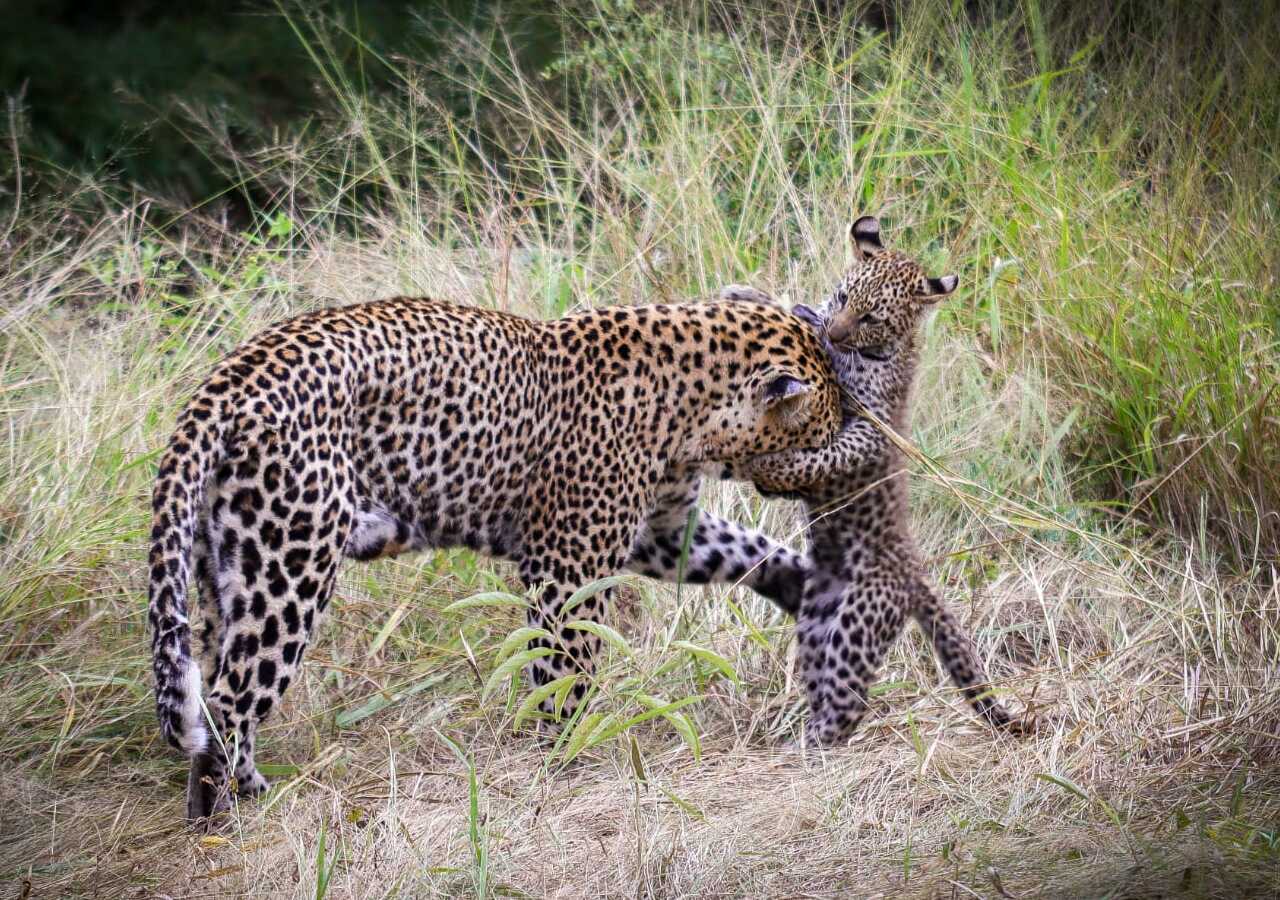 Leopard Mother With Cub Sabi Sand