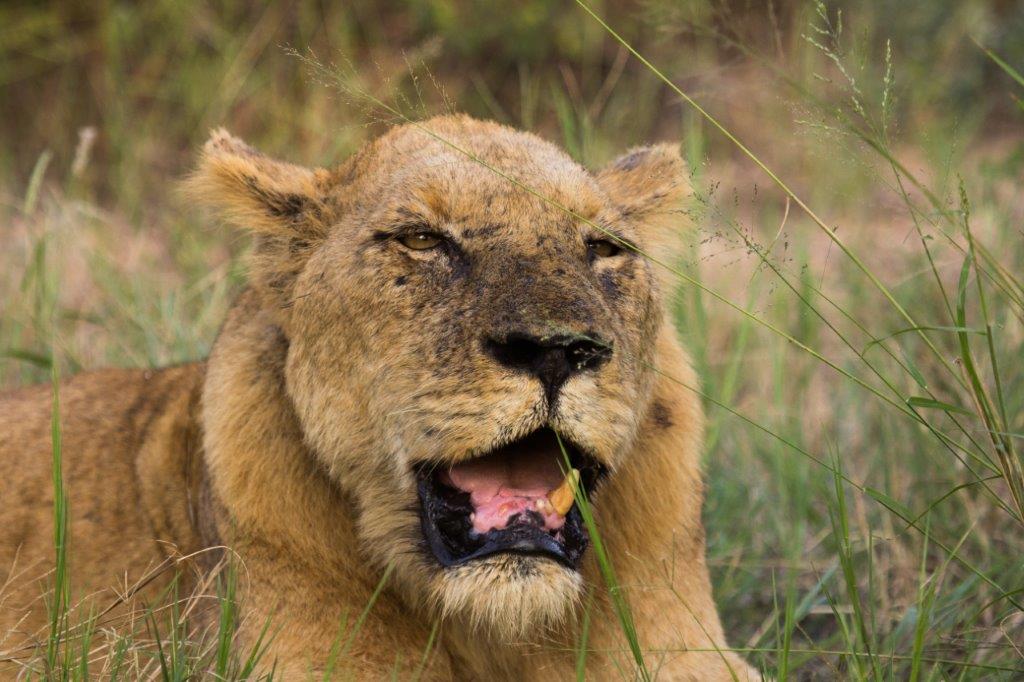 Lion Resting In Grass Sabi Sand