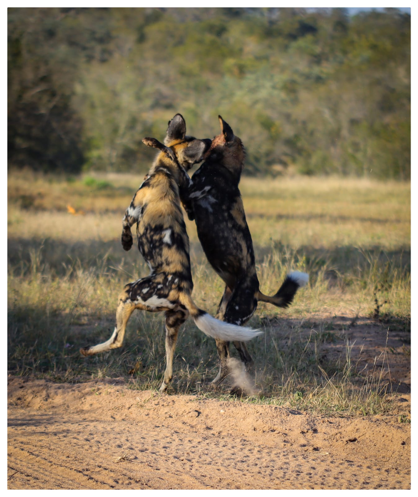African Wild Dogs Playing