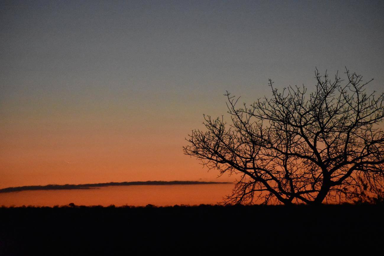 Sabi Sand Sunset Silhouette