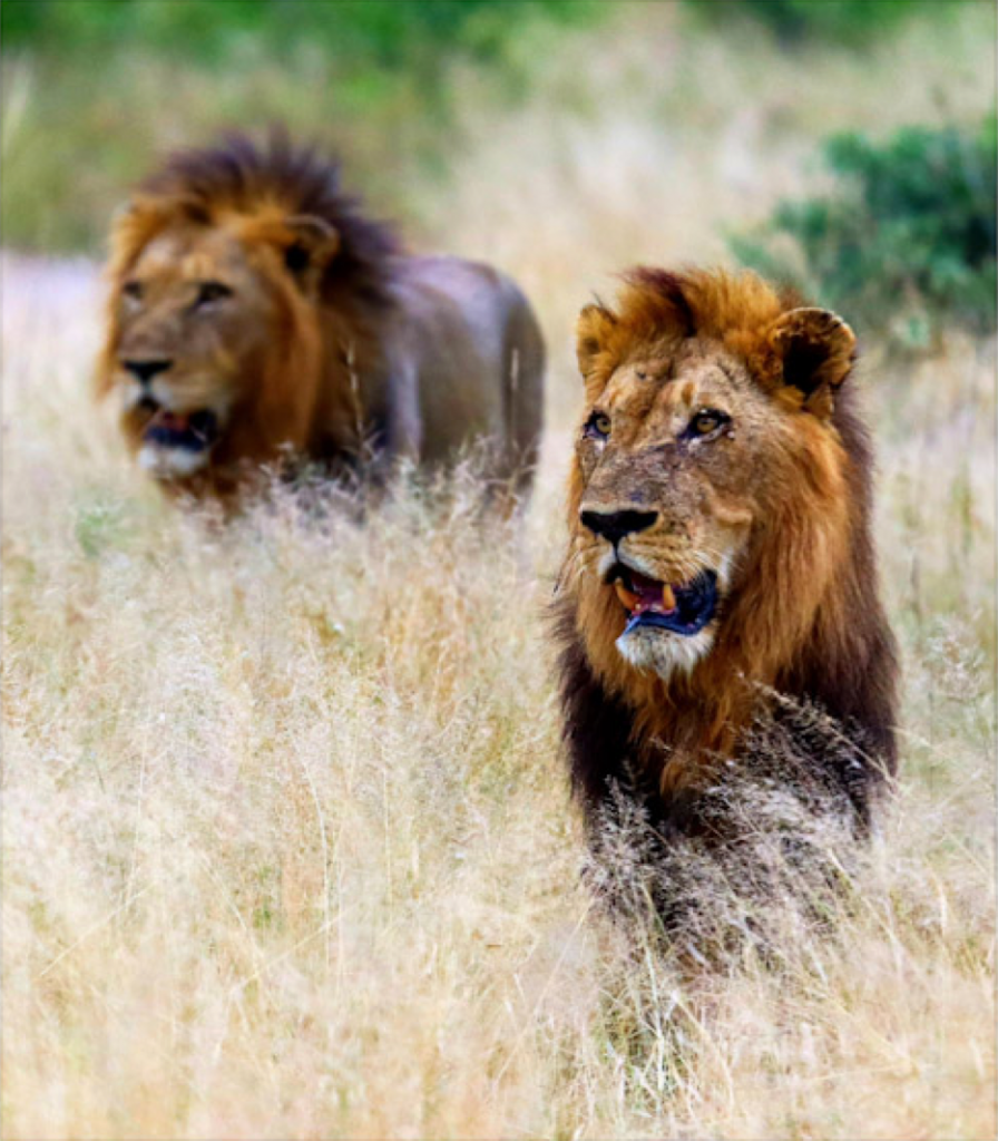 Lions Roaming Sabi Sand