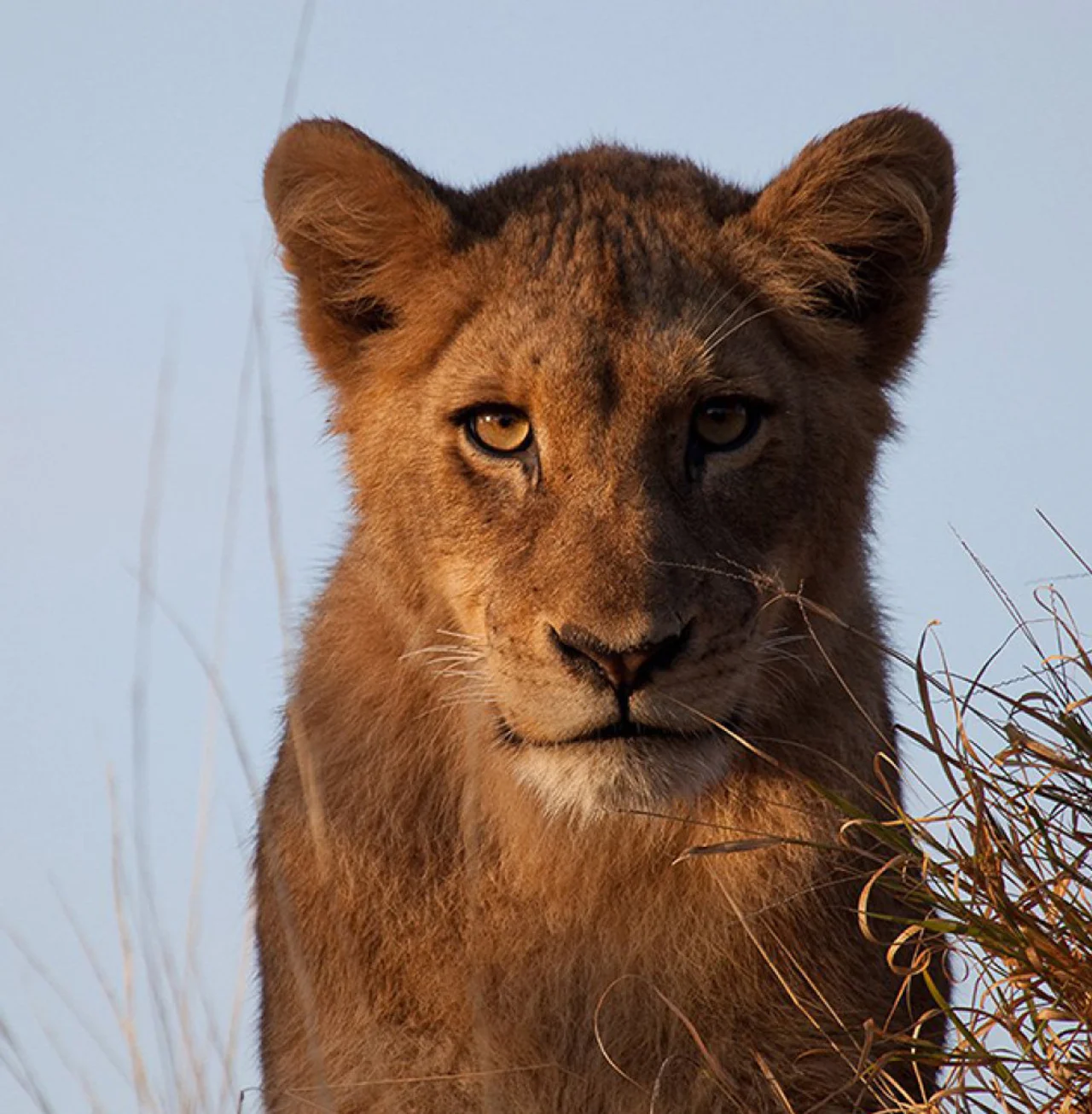 Lion Close-Up Sabi Sand