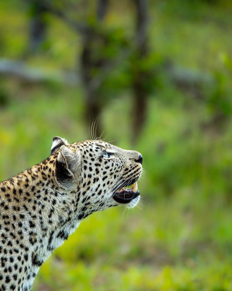 Witnessing wildlife in Sabi Sand is different – it hits home