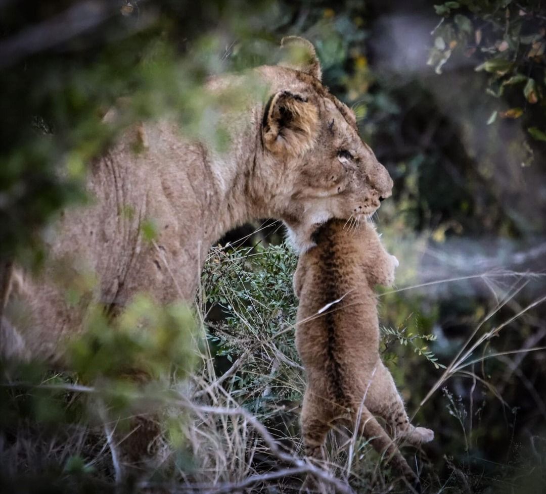 New Lion Cubs at Chitwa Chitwa