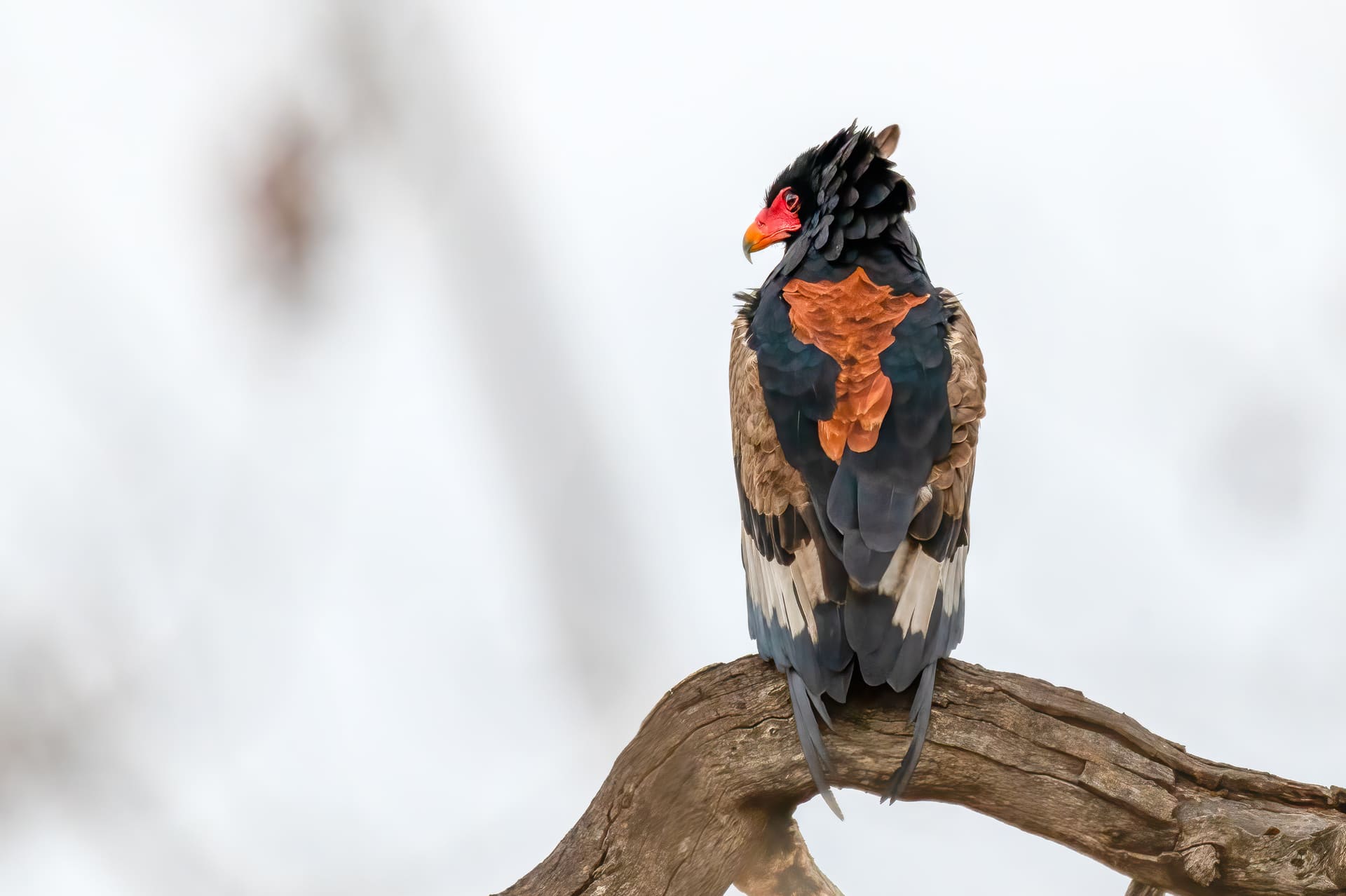 Even non-birders are excited to see these rare predators – the bateleur eagle