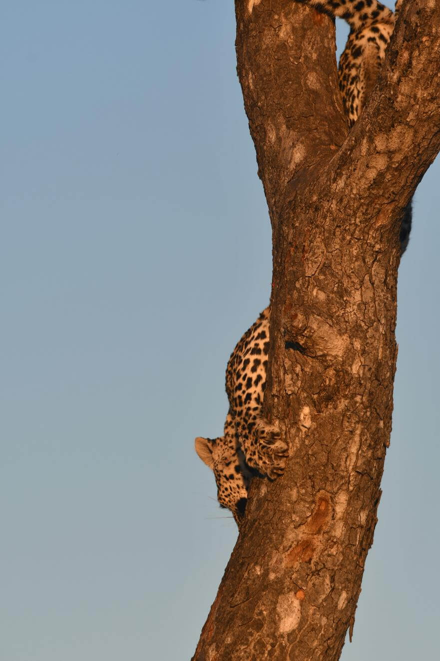 Leopard Climbing Tree Sabi Sand