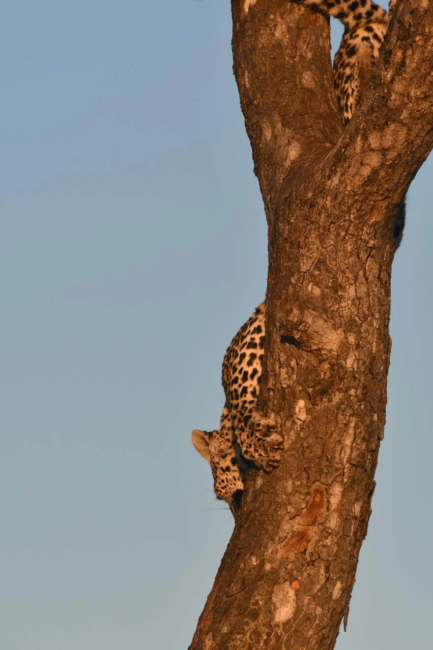 Leopard Climbing Tree Sabi Sand