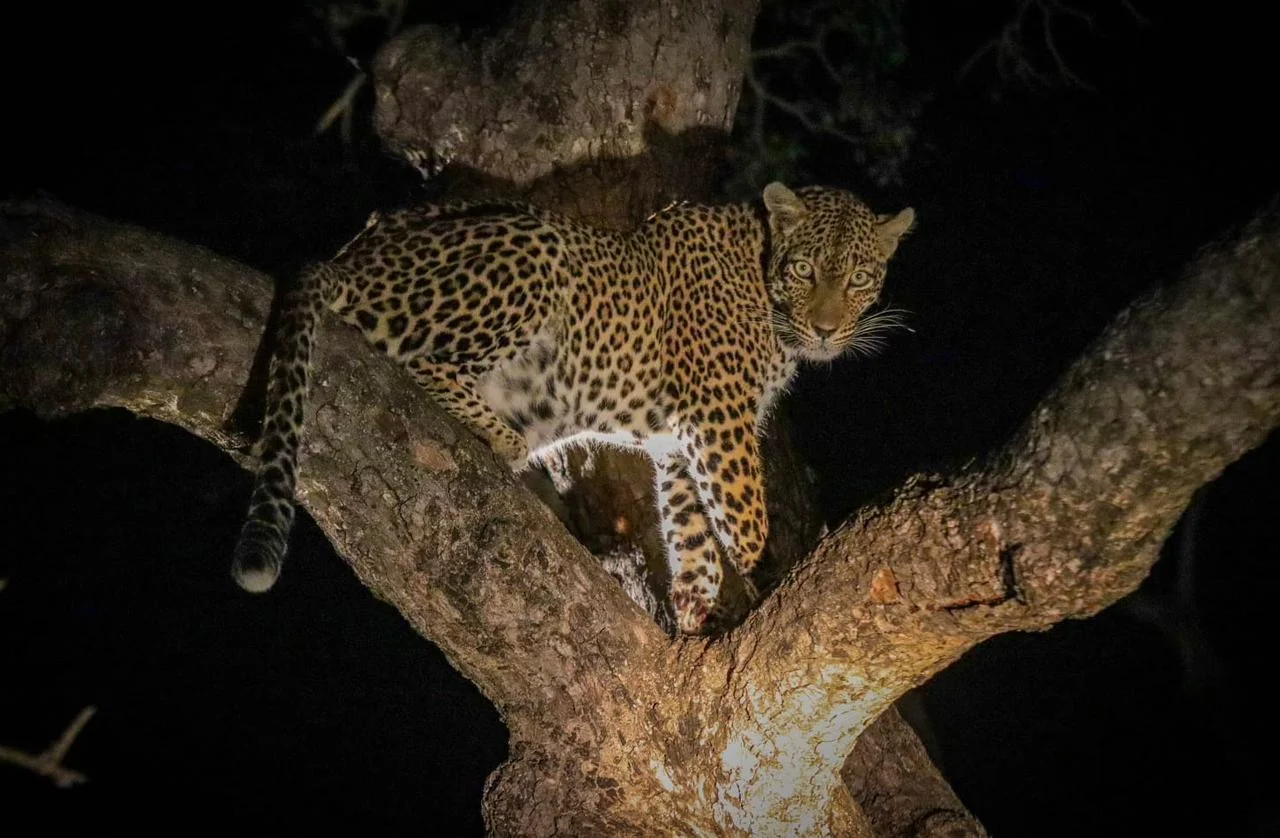 Leopard In Tree Sabi Sand