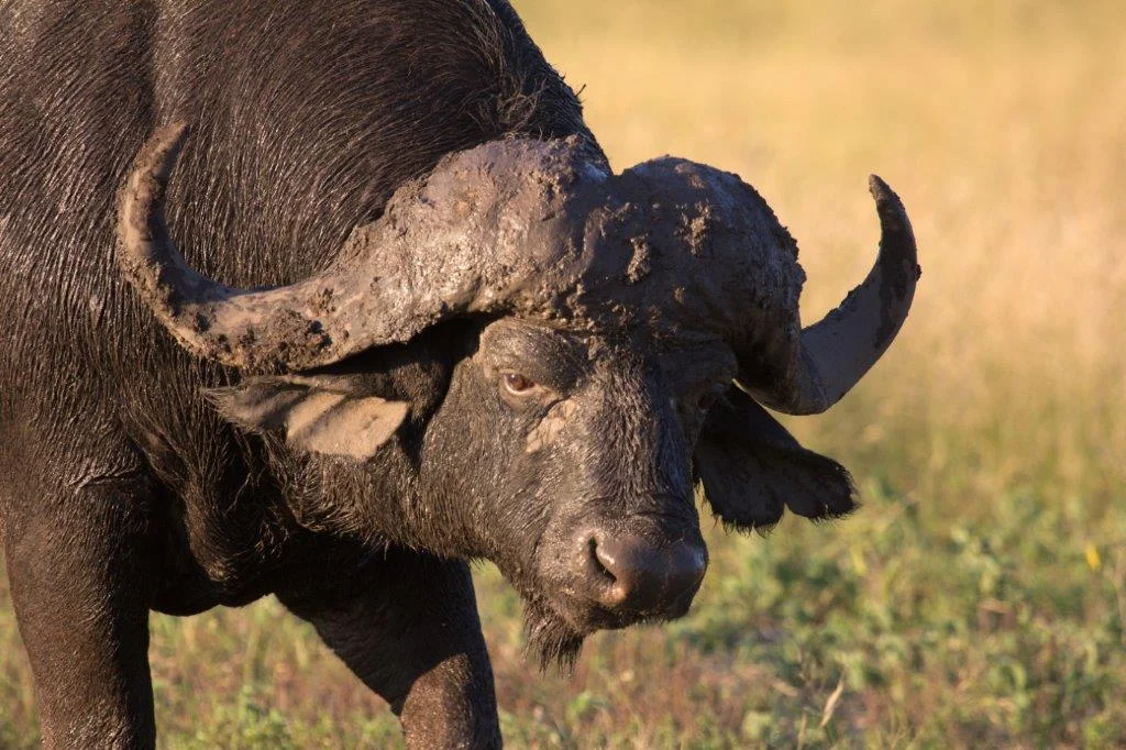 Cape Buffalo Close Up Sabi Sand