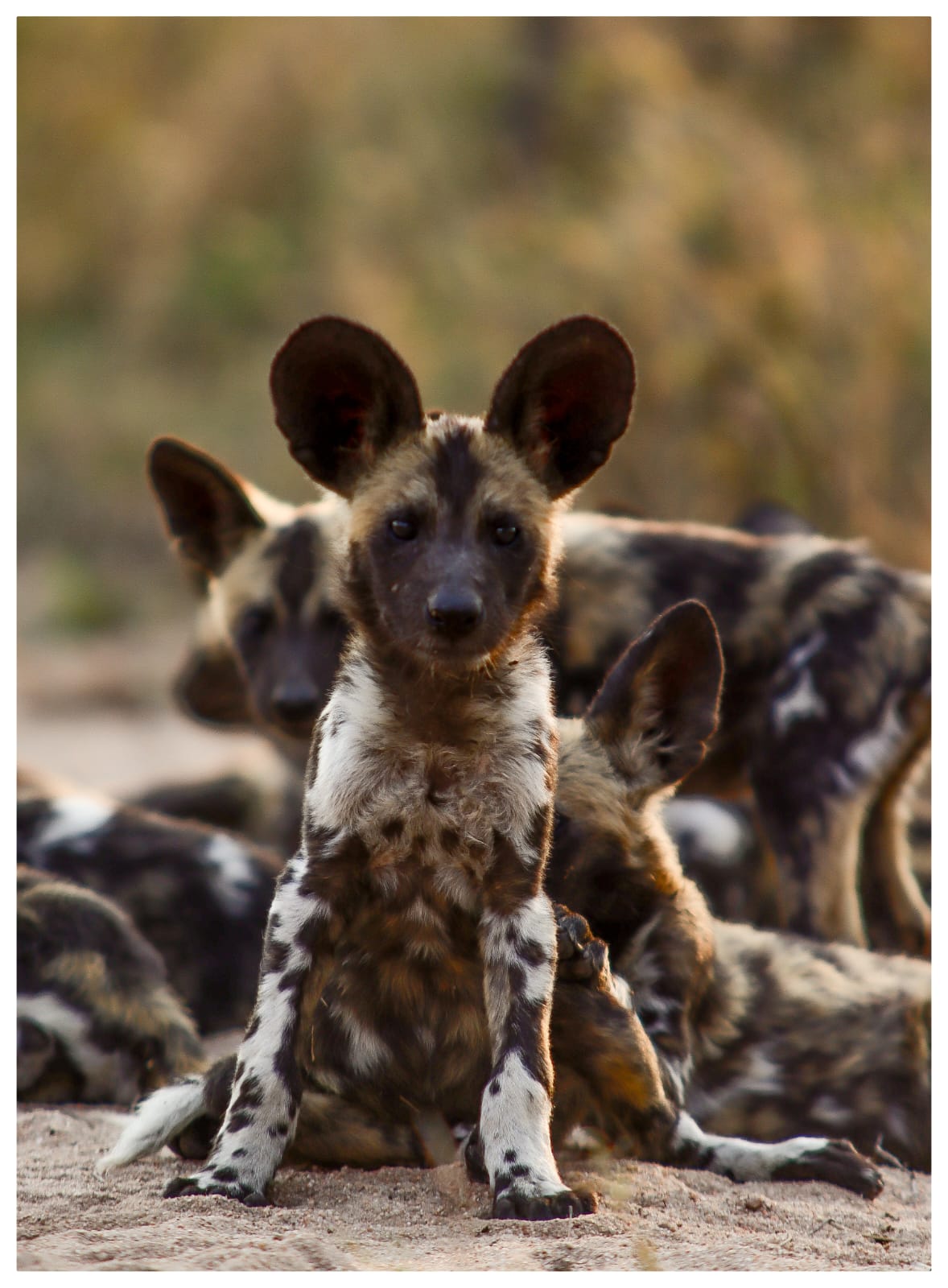 African Wild Dog Pup Sabi Sand