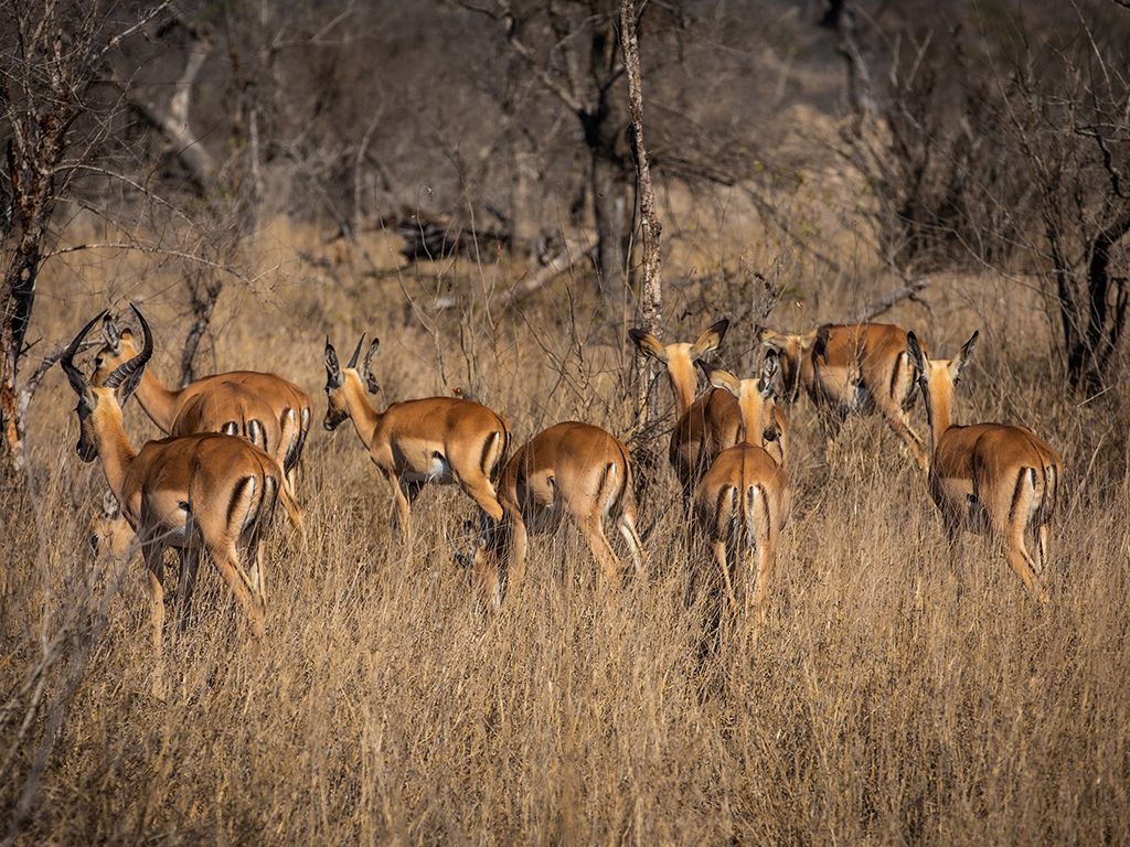 Impala Herd Sabi Sand