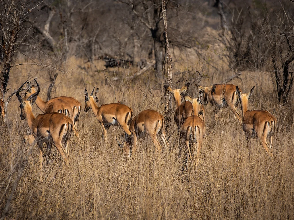 Impala Herd Sabi Sand