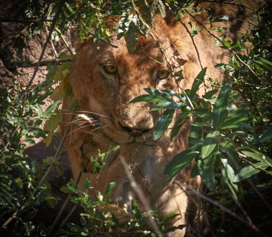 Spotting the Nkuhuma lioness hiding away and finding her perfect nest, Image Credit: Deon Wessels