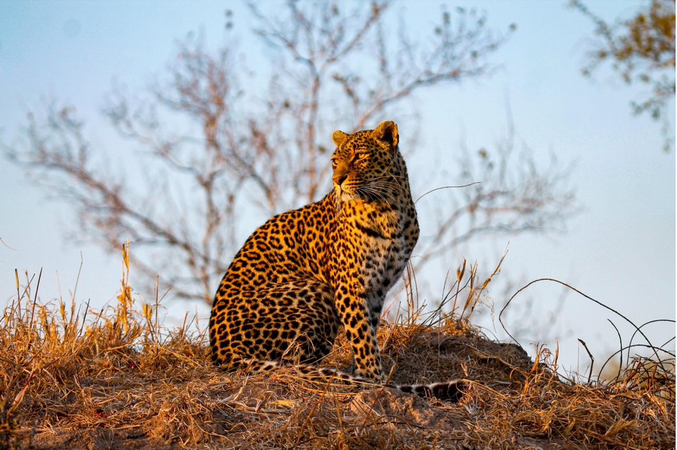 Leopard Sighting Sabi Sand