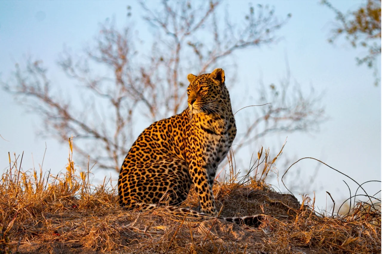 Leopard Sighting Sabi Sand