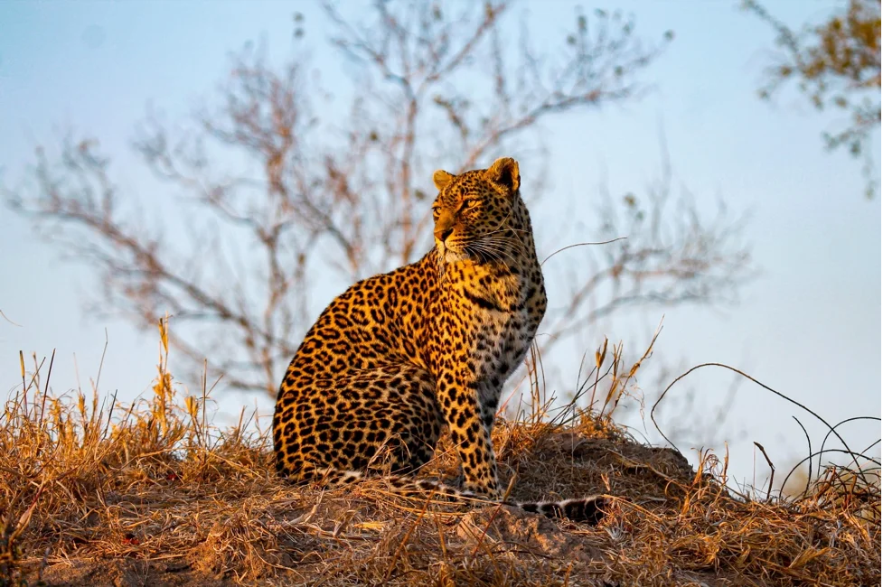 Leopard Sighting Sabi Sand