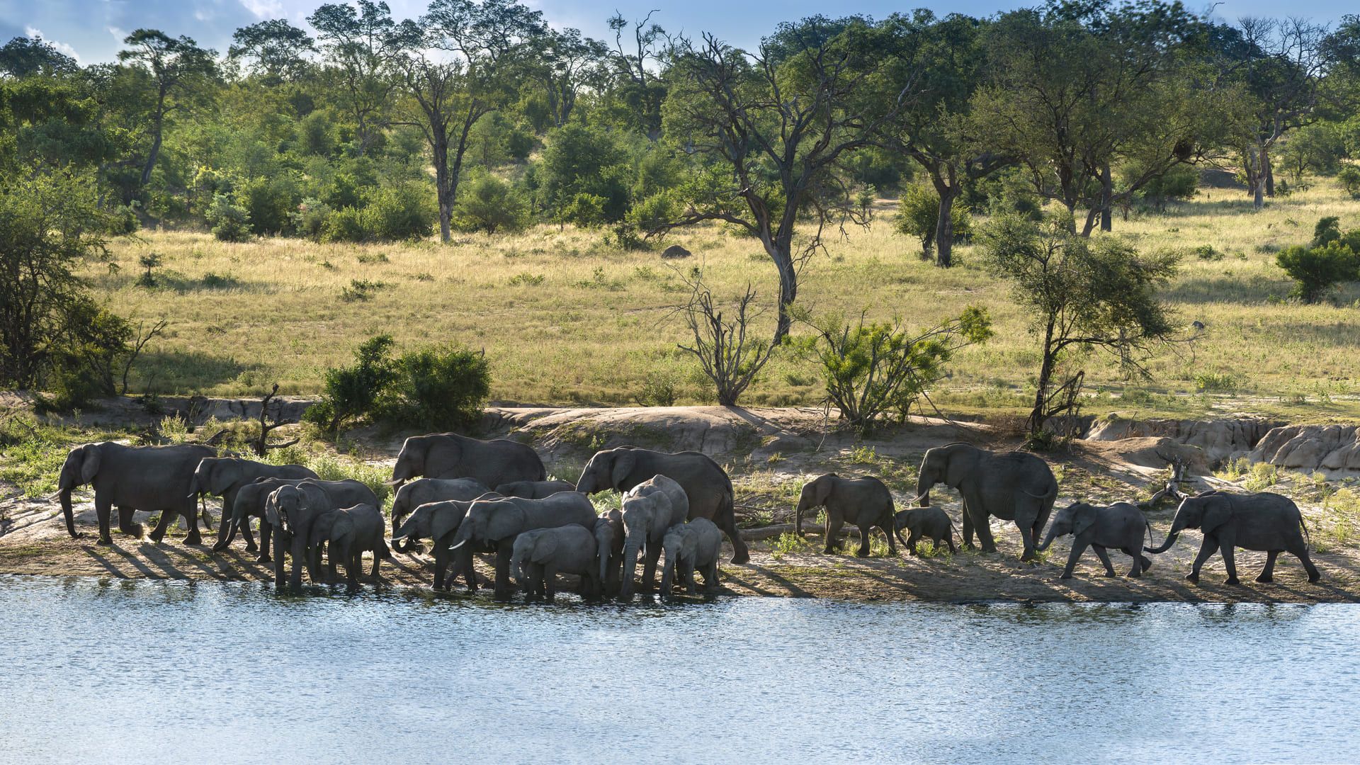 Elephants frequent the Chitwa Dam and give a spectacular show
