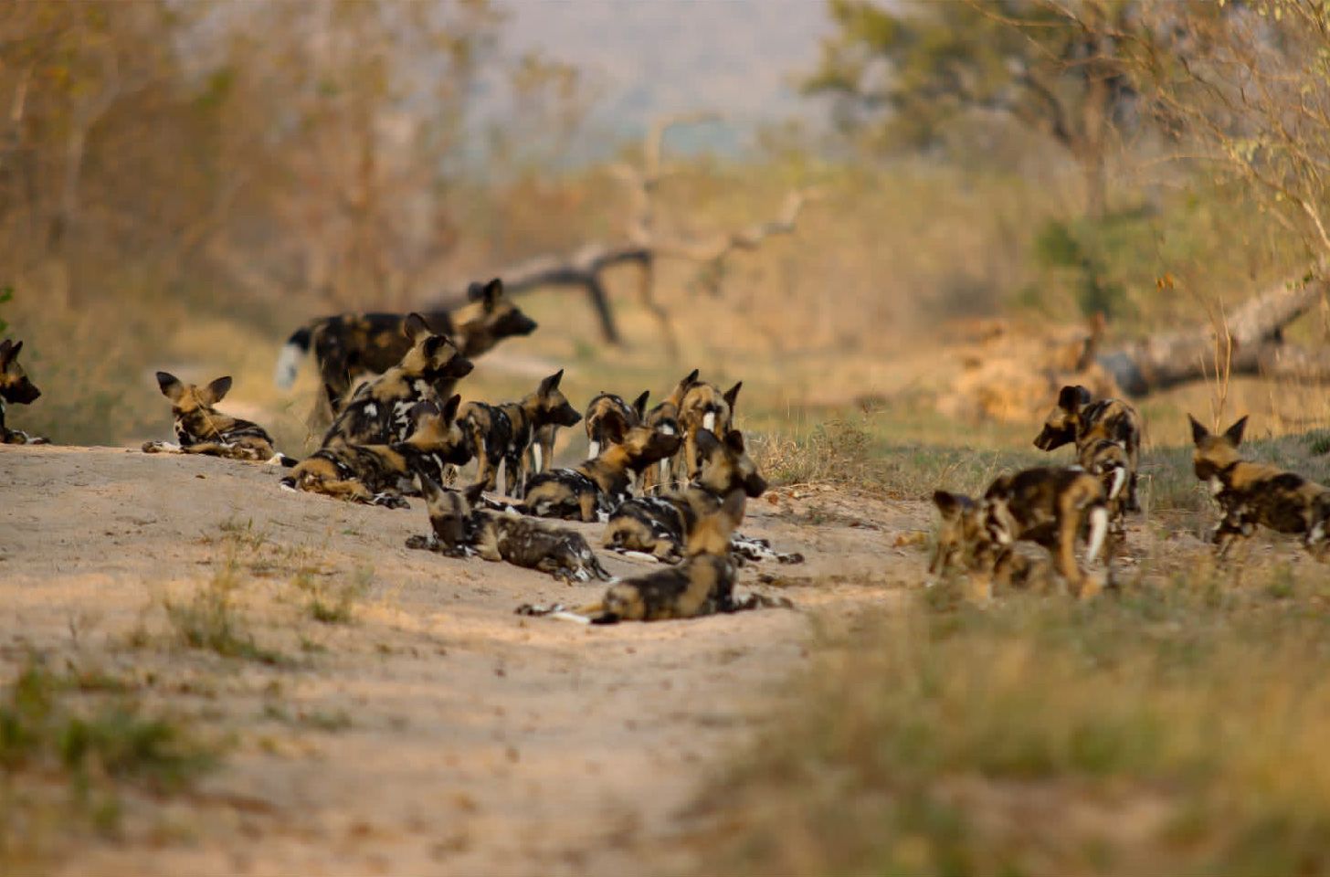 Wild Dogs Resting Sabi Sand