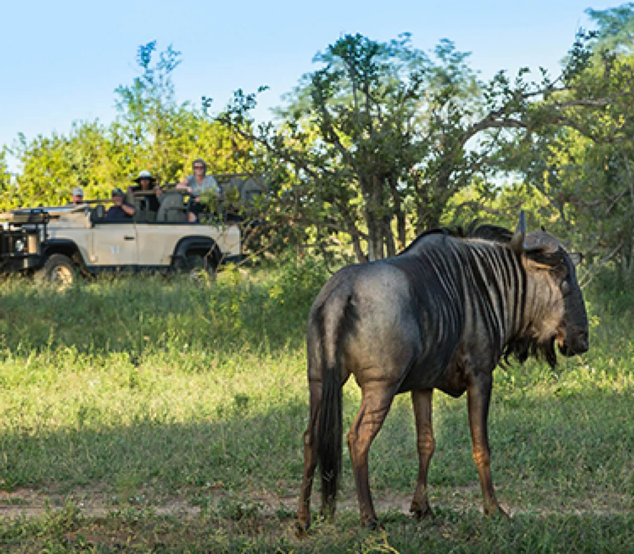 Wildebeest Sabi Sand Game Drive