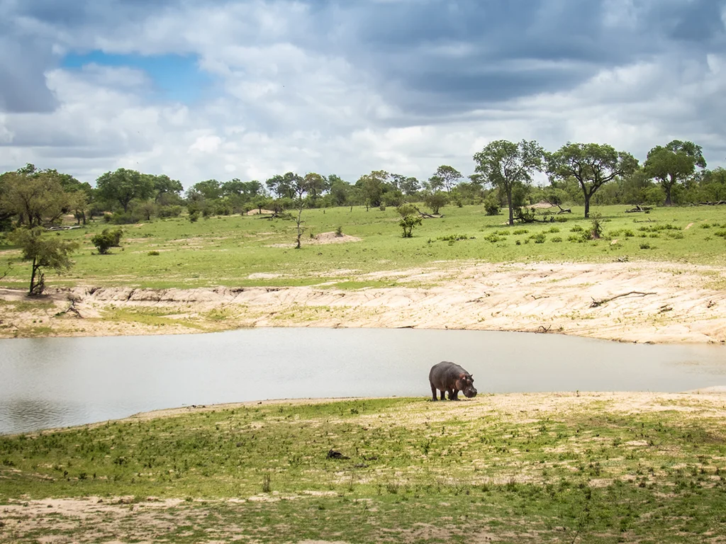 Hippo At Waterhole Sabi Sand