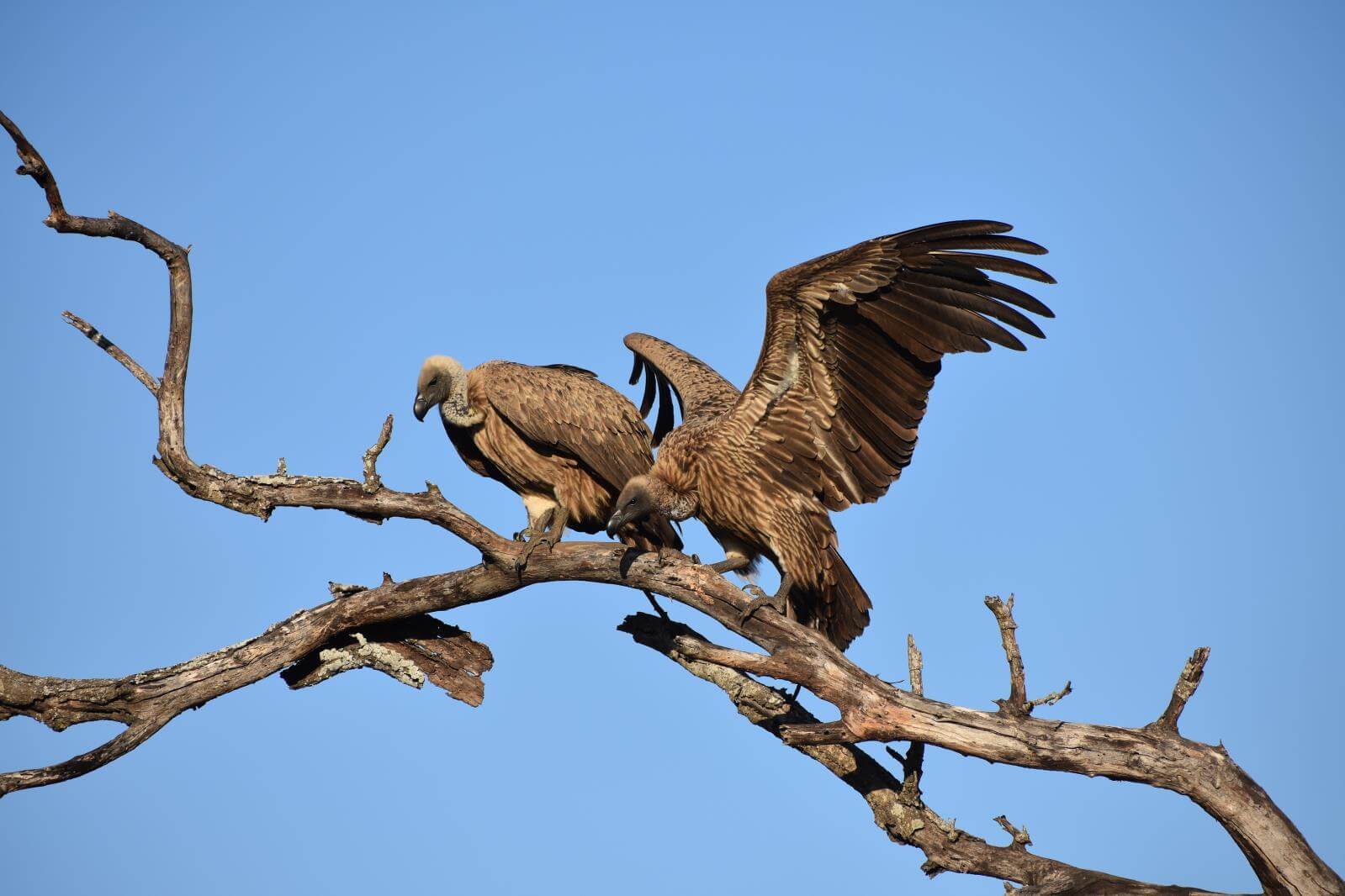 Vultures Perched on a Branch