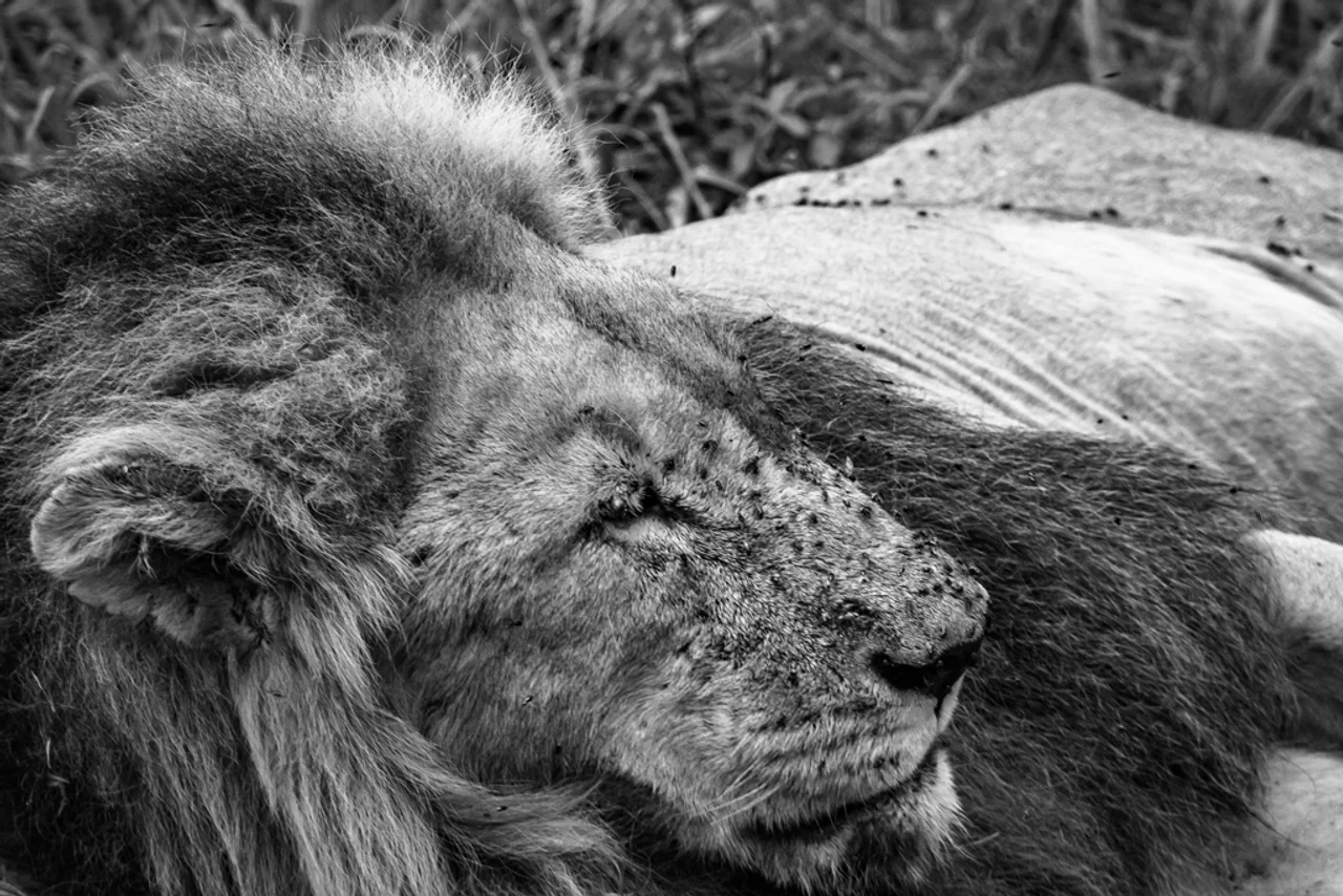 Lion Resting Sabi Sand