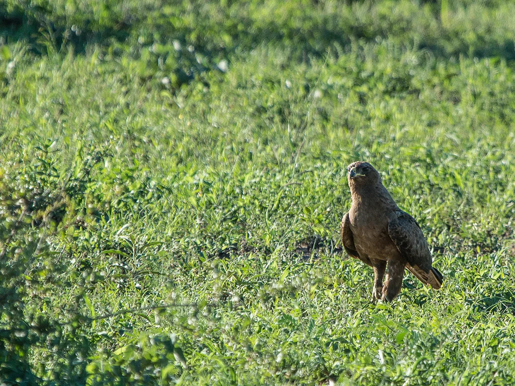Brown Hawk in Lush Grass