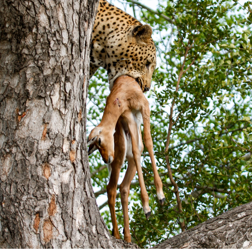 Leopard With Prey Sabi Sand