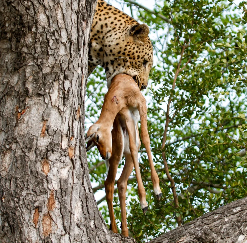 Leopard With Prey Sabi Sand
