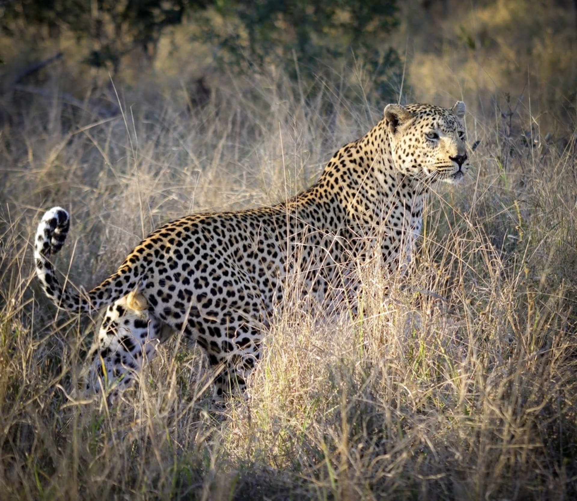 These apex predators camouflage beautifully with their surroundings.