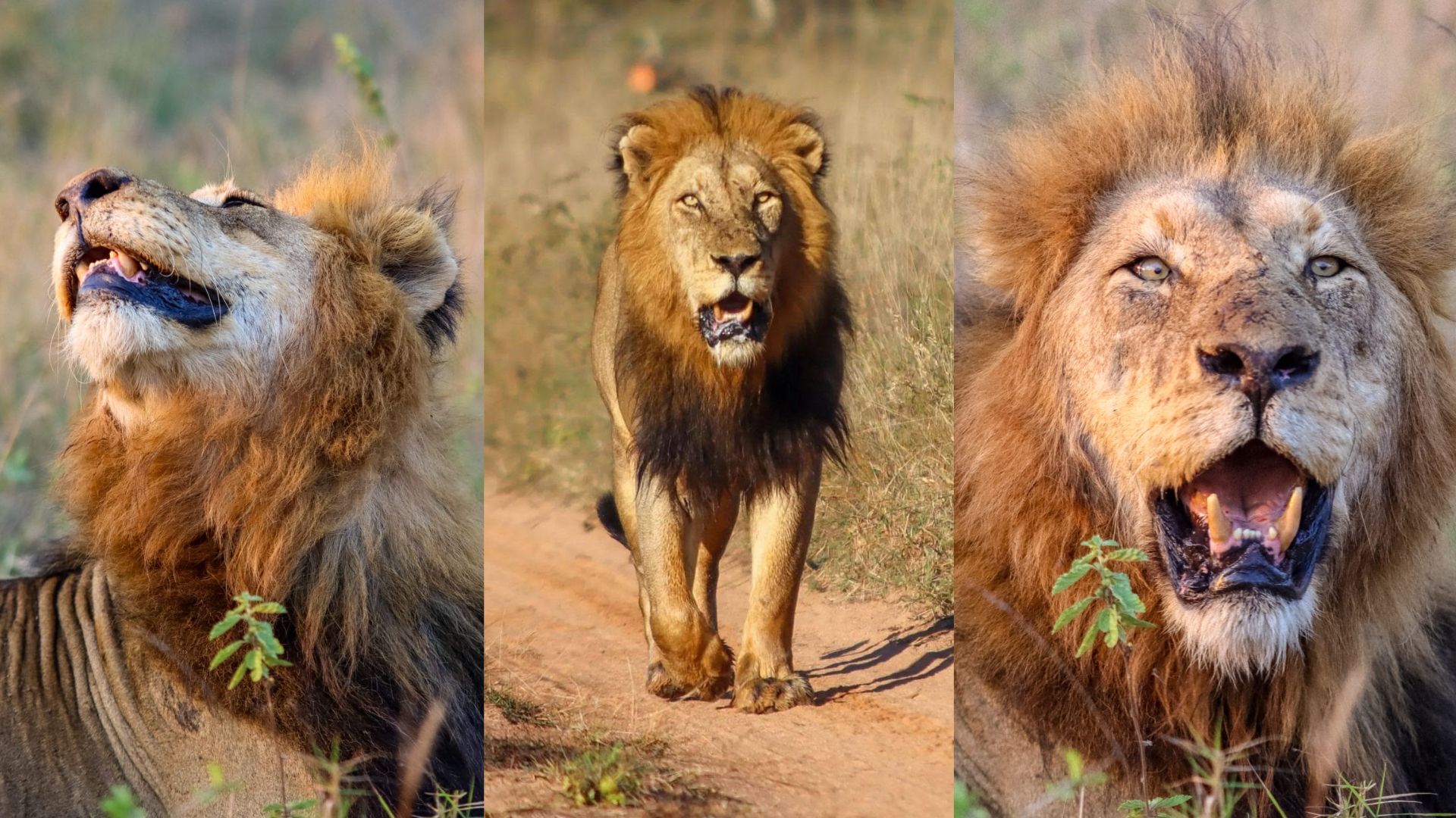 Lion Close Up Sabi Sand
