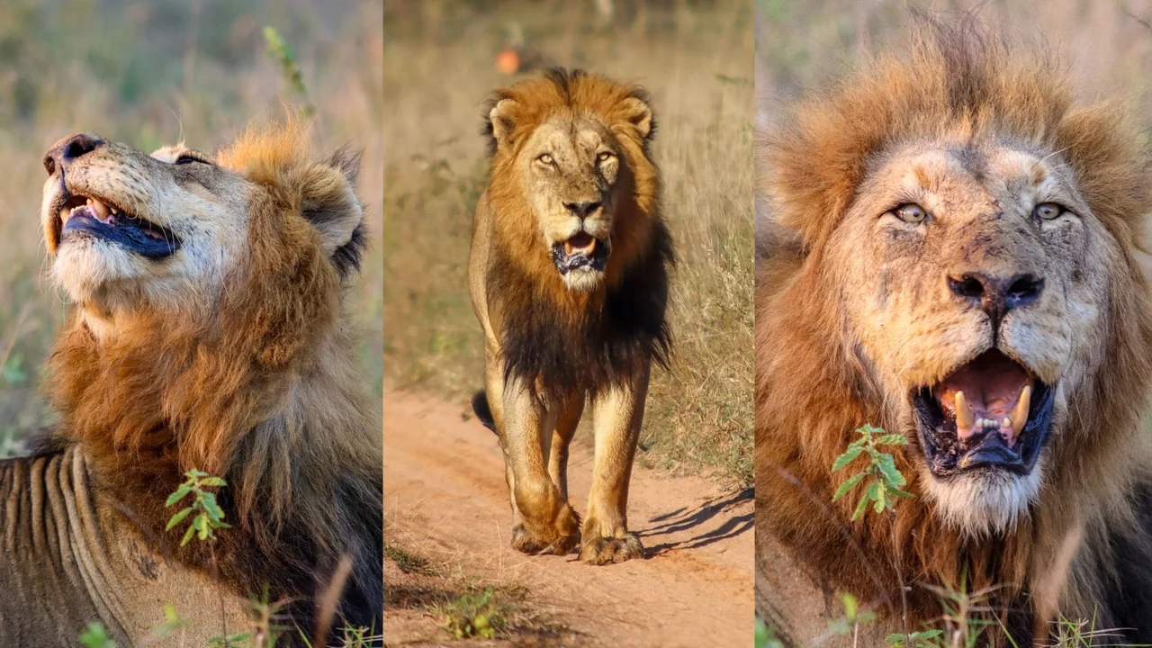 Lion Close Up Sabi Sand