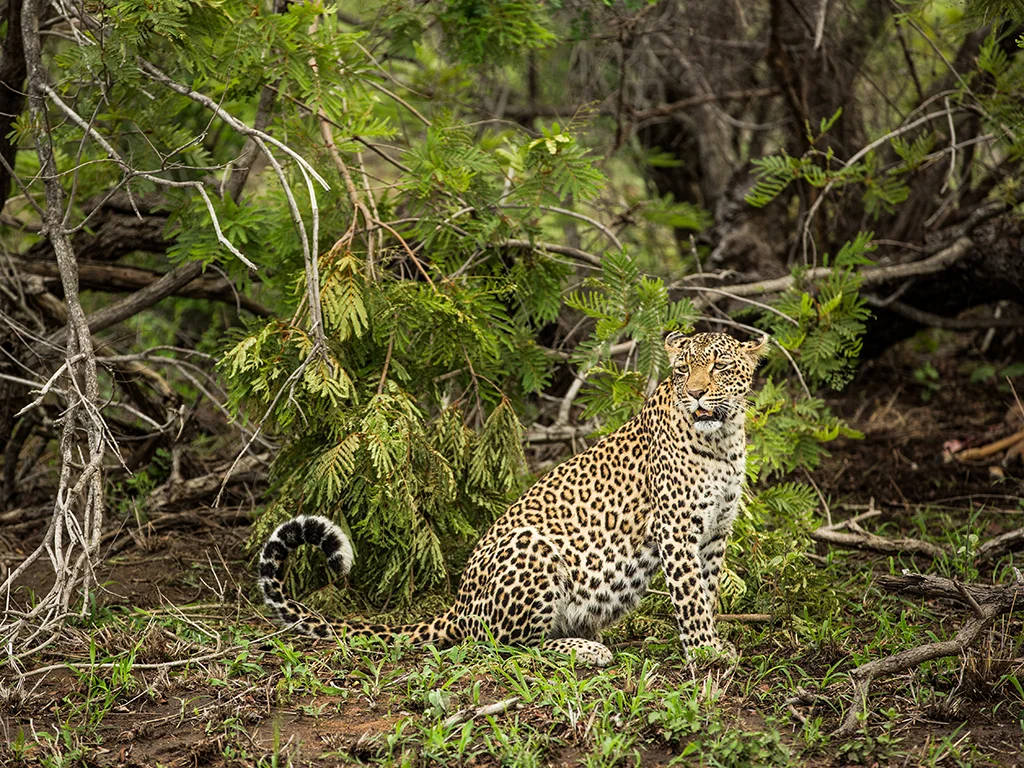 Leopard Sighting Sabi Sand