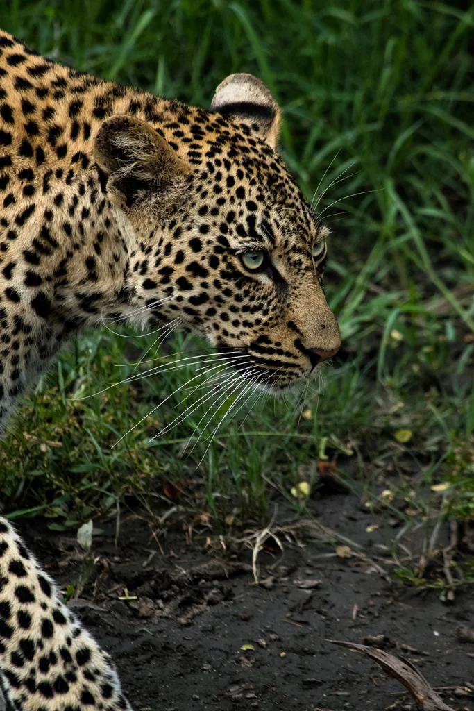 Leopard Close-Up Sabi Sand