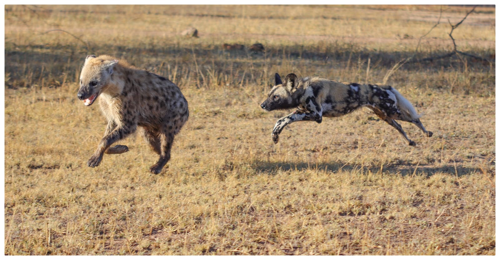 Wild Dog Chasing Hyena Sabi Sand