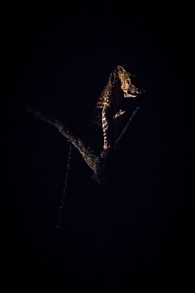 Leopard Sighting Night Sabi Sand