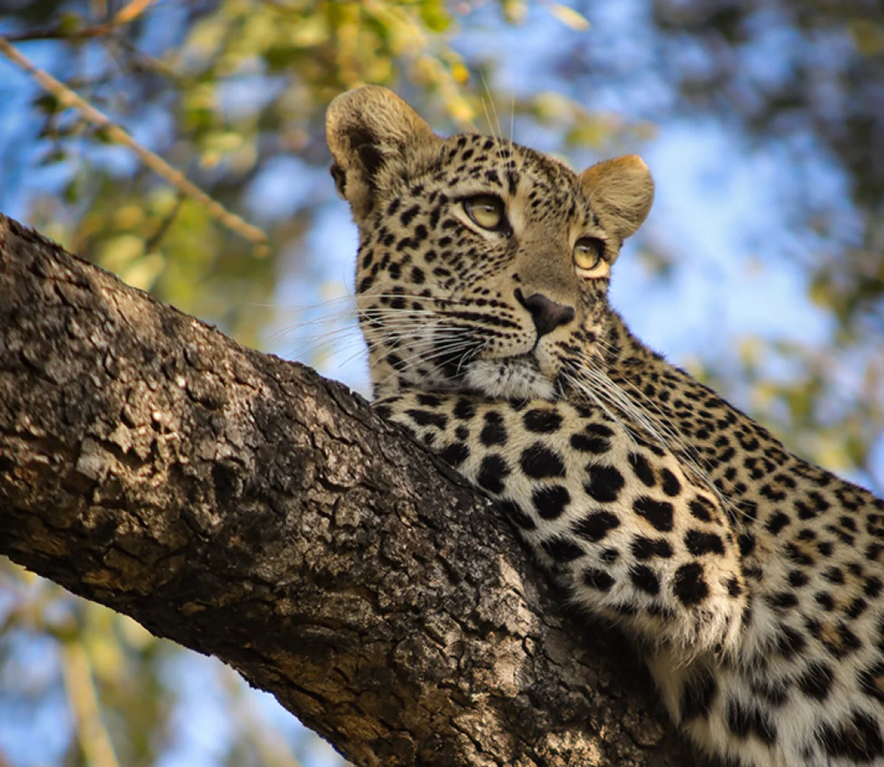 Leopard Relaxing on Tree