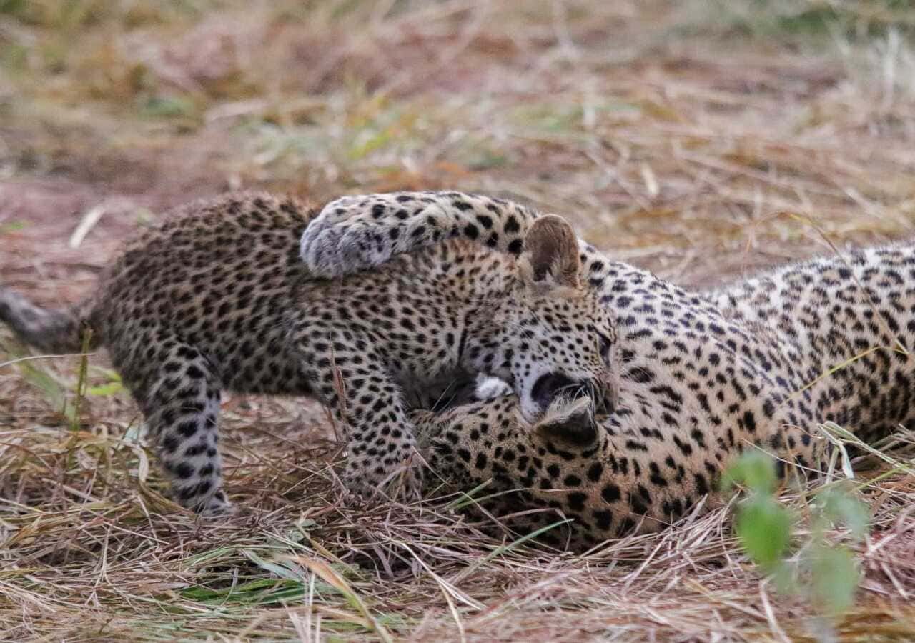 Leopard Cub Playing With Mom