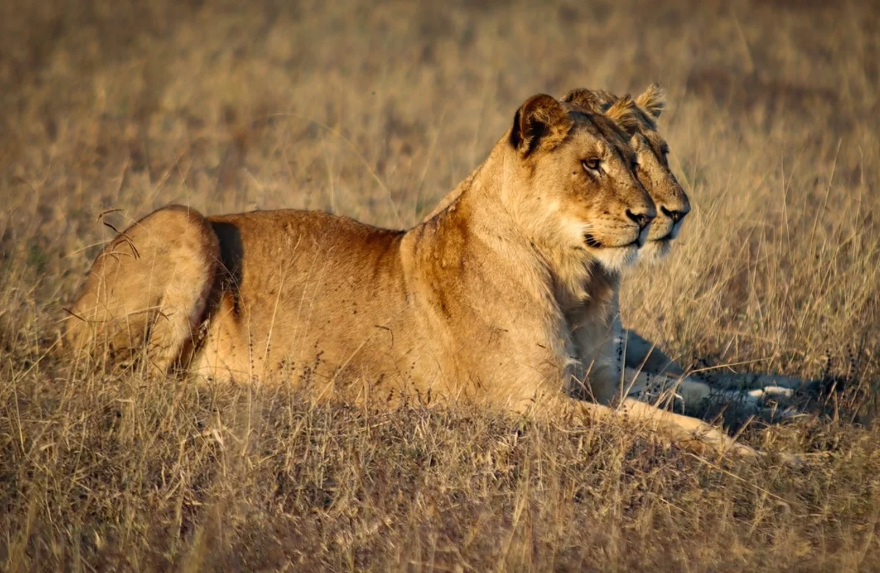 A Luxury Safari Honeymoon in Sabi Sand