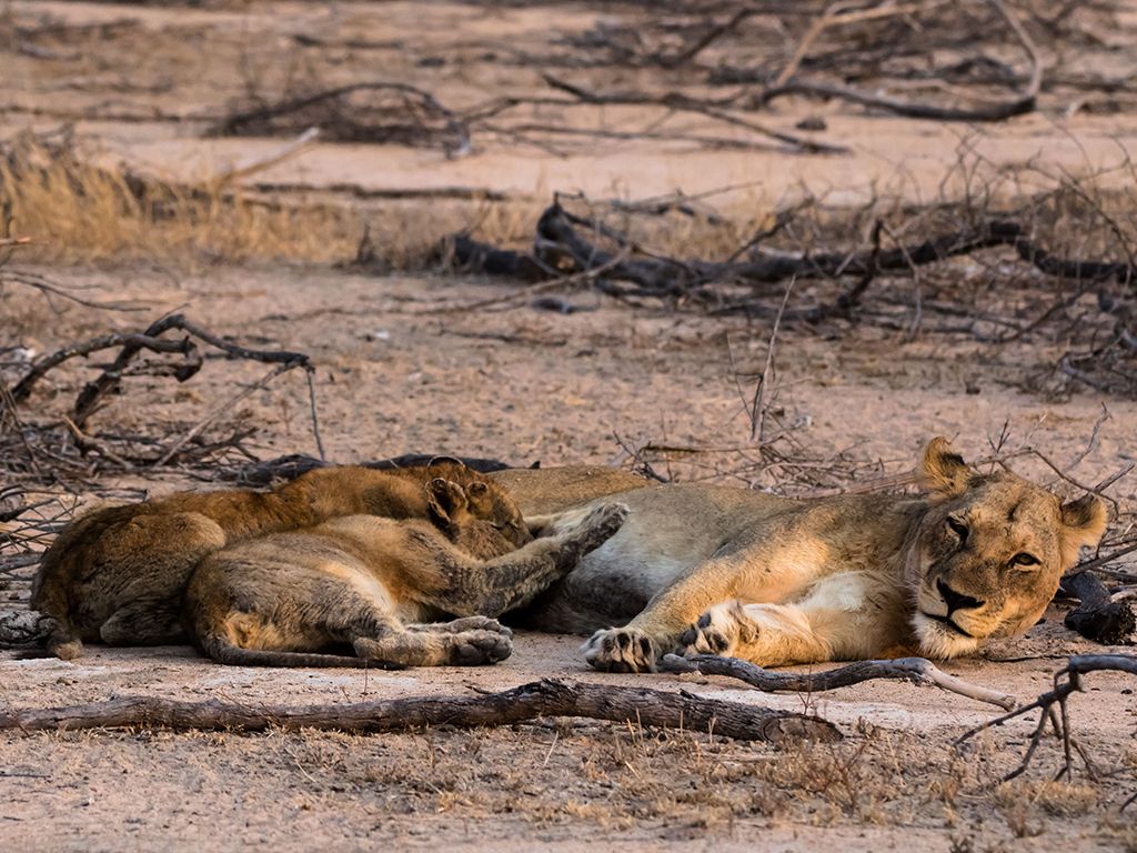 Lioness And Cub Sabi Sand
